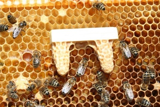 How to find a queen in a hive