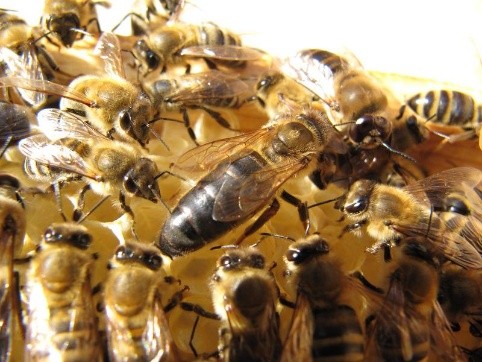 How to find a queen in a hive