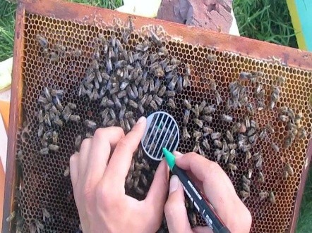 How to find a queen in a hive