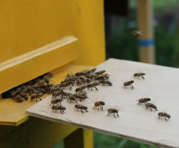 How to find a queen in a hive