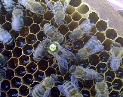 How to find a queen in a hive