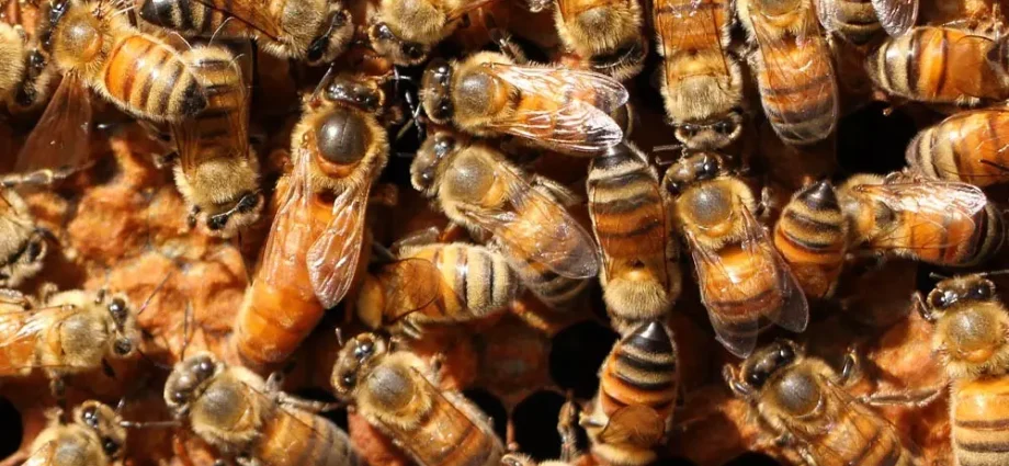 How to find a queen in a hive