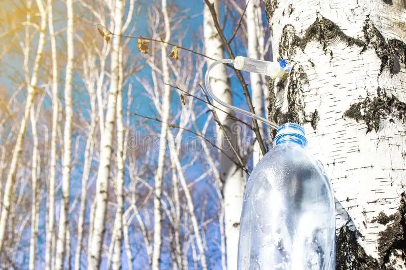 How to freeze birch sap in plastic bottles