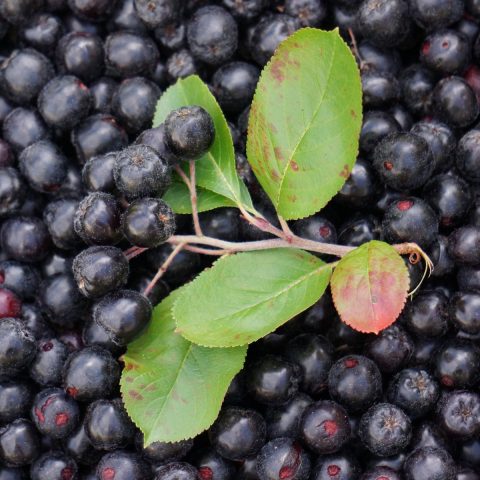 How to freeze blueberries for the winter in the refrigerator