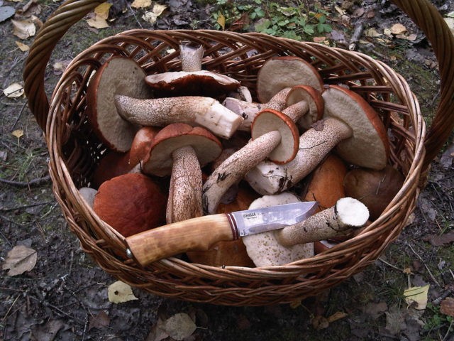 How to freeze boletus for the winter: fresh, boiled and fried