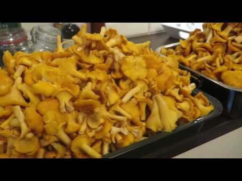 How to freeze chanterelles for the winter at home