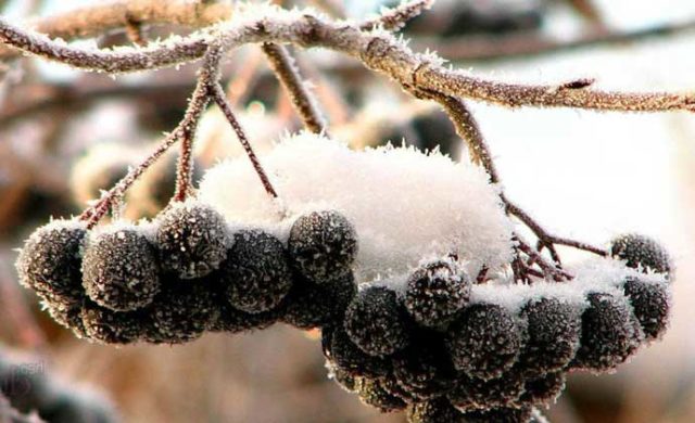 How to freeze chokeberry for the winter