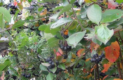 How to freeze chokeberry for the winter