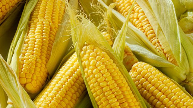 How to freeze corn on the cob for the winter