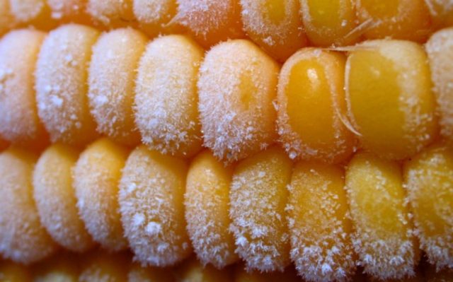 How to freeze corn on the cob for the winter