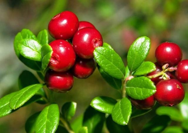 How to freeze cranberries in the freezer