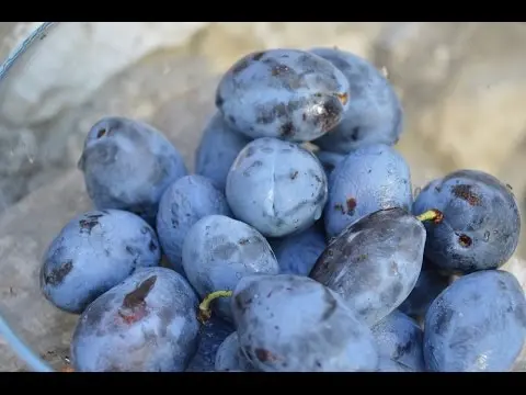 How to freeze plums in the freezer