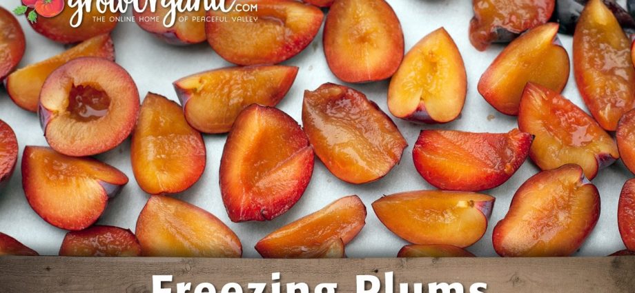 How to freeze plums in the freezer