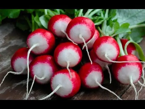 How to freeze radishes: is it possible to freeze, how to dry, how to store