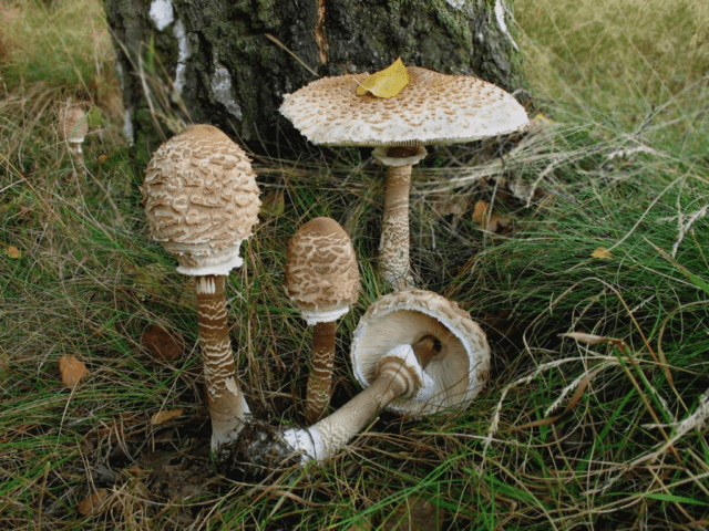 How to freeze umbrella mushrooms for the winter