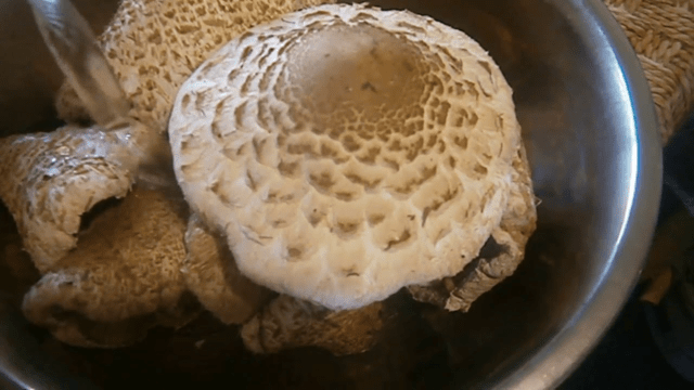 How to freeze umbrella mushrooms for the winter