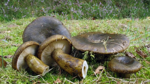 How to fry black mushrooms