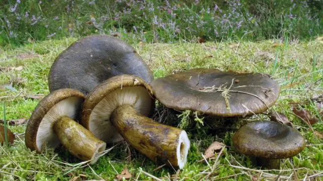 How to fry black mushrooms