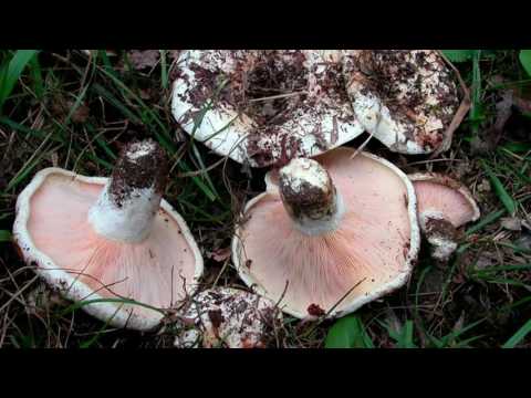 How to fry black mushrooms