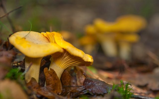 How to fry chanterelles in a pan with onions: recipes with photos, calories