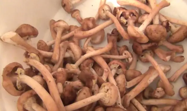 How to fry fresh mushrooms: recipes for popular dishes