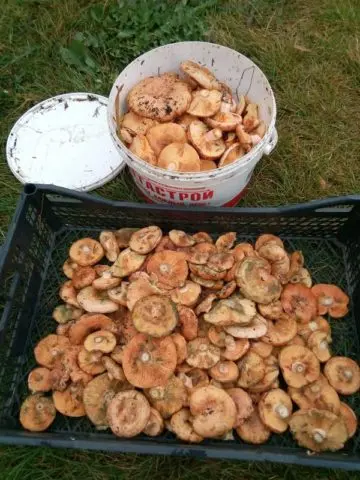 How to fry mushrooms in a pan: with onions, in flour, cream, royally