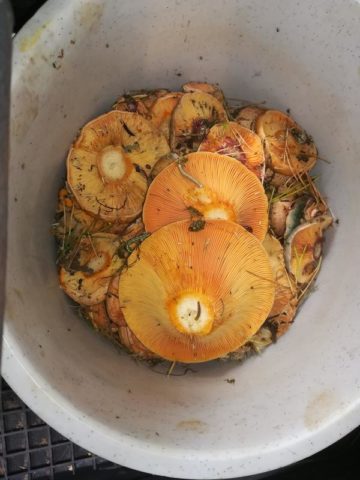 How to fry mushrooms in a pan: with onions, in flour, cream, royally