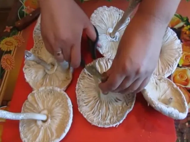 How to fry umbrella mushrooms: cooking recipes, photos and videos