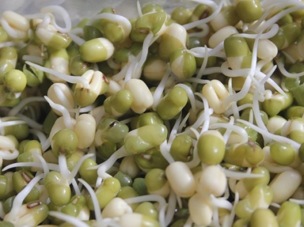 How to germinate beans: seed selection, planting and care rules