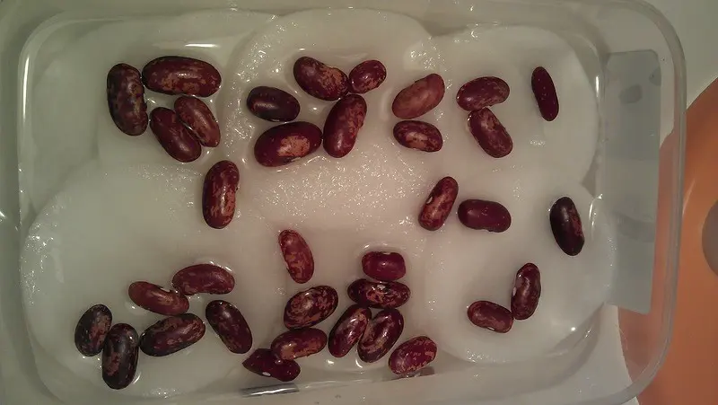 How to germinate beans: seed selection, planting and care rules