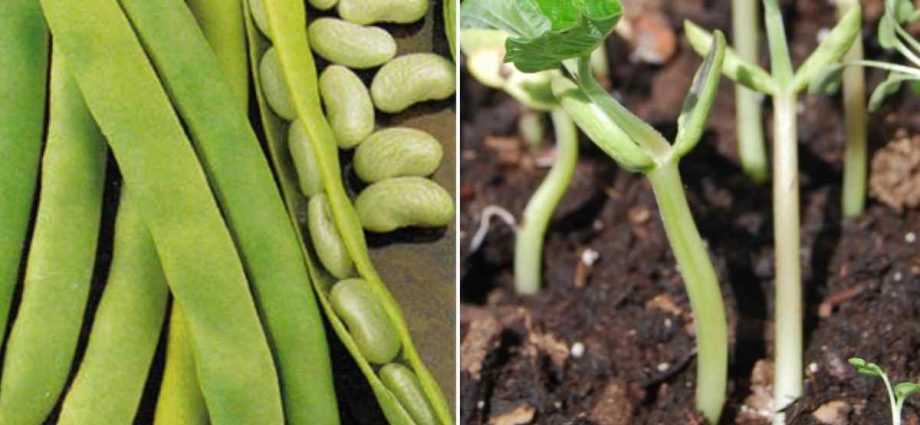 How to germinate beans: seed selection, planting and care rules