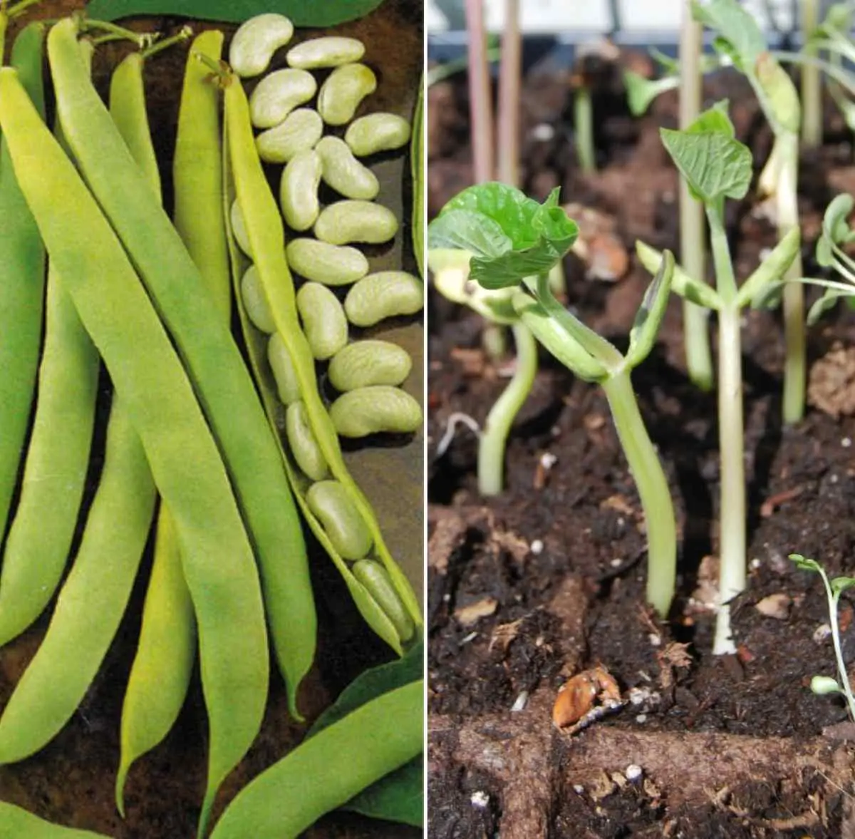 How to germinate beans: seed selection, planting and care rules