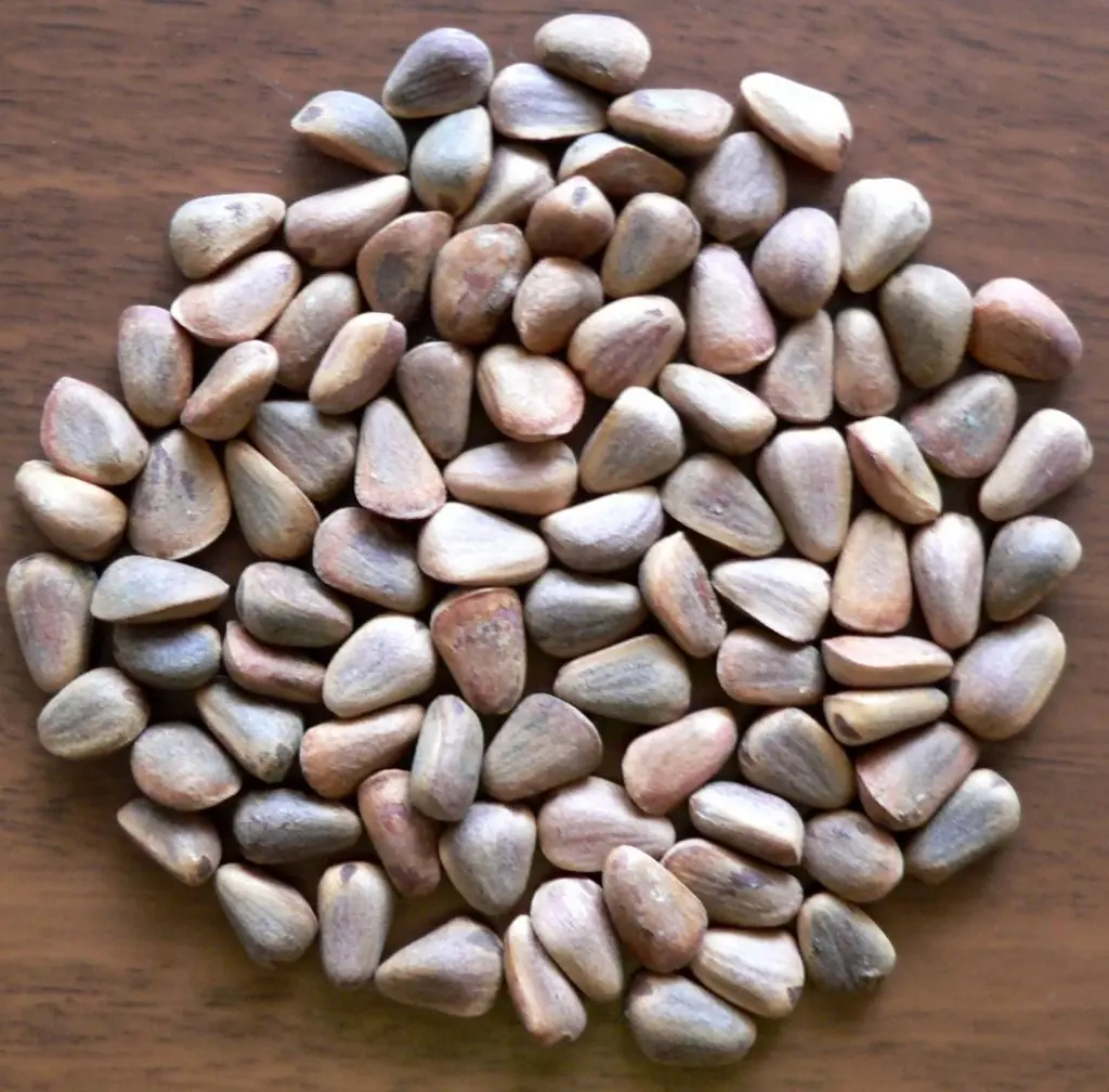 How to germinate pine nuts at home: useful tips