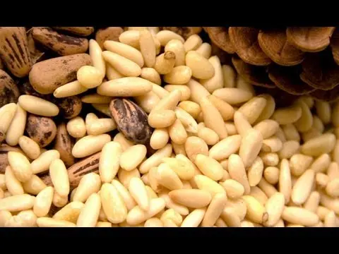 How to germinate pine nuts at home: useful tips