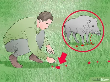 How to get a pig out of the hunt and what needs to be done so that the pig comes into the hunt