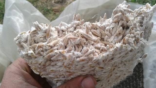 How to get oyster mushroom mycelium