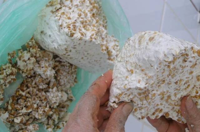 How to get oyster mushroom mycelium