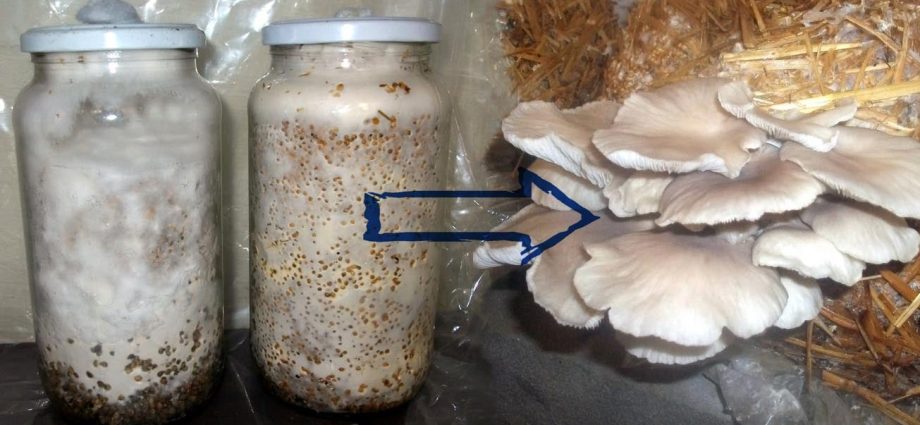 How to get oyster mushroom mycelium