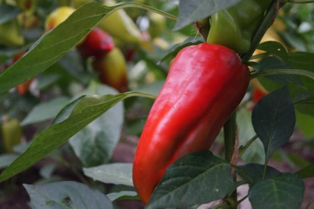 How to get pepper seeds