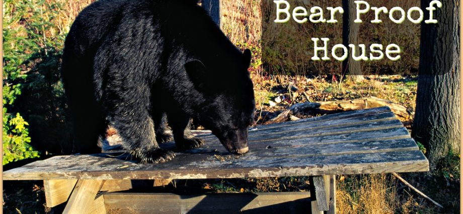 How to get rid of a bear: folk remedies and methods