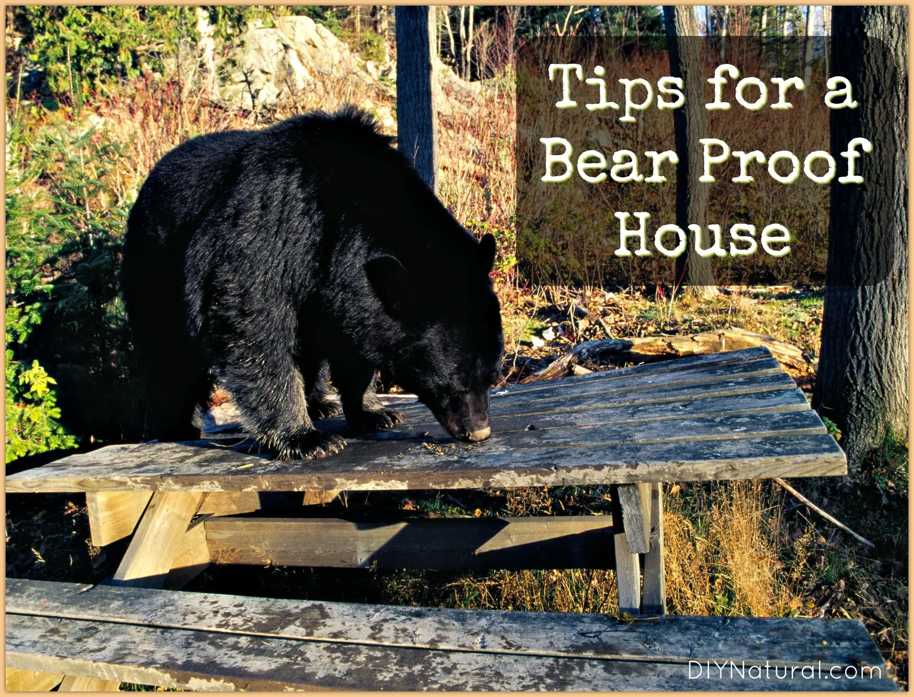How to get rid of a bear: folk remedies and methods