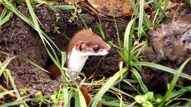 How to get rid of a ferret in a chicken coop 