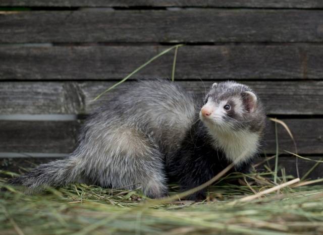 How to get rid of a ferret in a chicken coop 