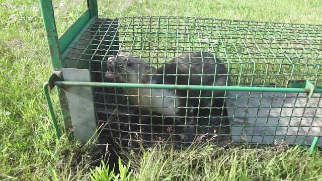 How to get rid of a ferret in a chicken coop 