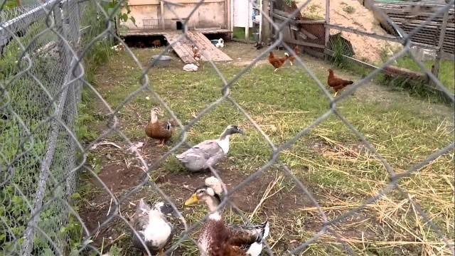 How to get rid of a ferret in a chicken coop 