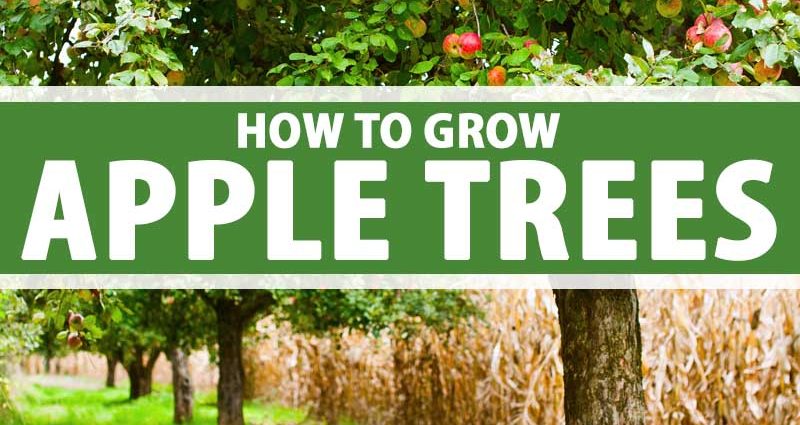 How to get rid of a leaflet on an apple tree quickly and permanently