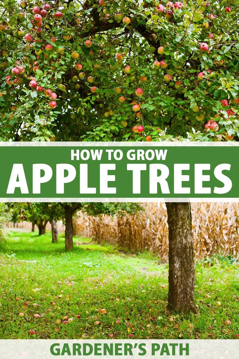 How to get rid of a leaflet on an apple tree quickly and permanently