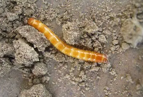 How to get rid of a wireworm