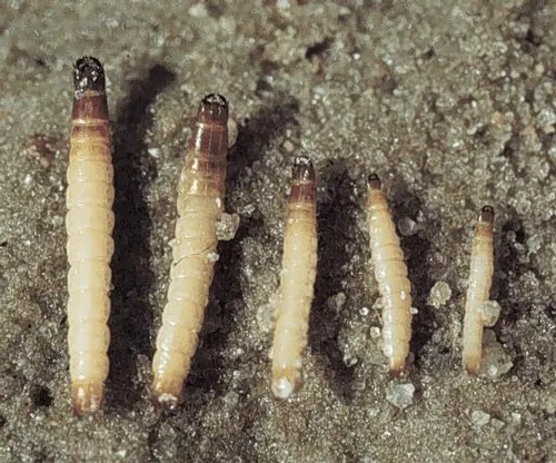 How to get rid of a wireworm