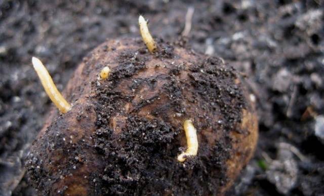 How to get rid of a wireworm